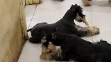 狗子们最爱的零食