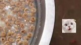 四只小奶狗绕圈吃饭转成大风车，边吃边走不得瘦死