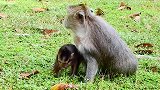 猴妈妈非常爱护它的猴宝宝，猴妈妈也给猴宝宝很多温暖喝和爱