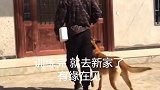 马犬训练完就去新家了舍不得