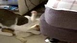 大家都是猫！别以为体型小就好欺负！