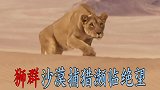 狮群沙漠捕猎长颈鹿差点被踢死！