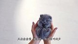 猫咪舒服的躺在沙发上，一脸惬意，网友：像极了下班回家后的我！