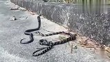 大马路上一眼镜蛇看到眼镜王蛇后吓得转身就跑，蛇王气场就是强