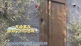 黄轩35岁，与母亲住四合院，想要找个圈外人生活