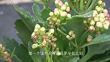 长寿花这些养护不当，导致花苞干枯不开花，用点心养吧！