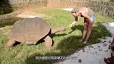 龟壳到底有多硬？挑战下水刀看看，结果出乎意料！