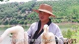 胖娃用白酒把大鹅灌醉，酒香通过血液充斥到身体每个部分