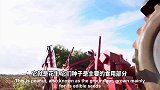 美国农民机械采收成吨鲜花生，连根拔起脱壳加工成调味酱！