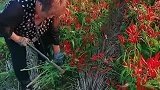 种了3个多月辣椒丰收了，农民大姐满脸笑容收辣椒，看着让人羡慕