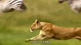 凶猛狮子为何唯独会怕非洲马赛人，短短一分钟视频，看完心酸不已