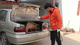 从狗肉车上救回的一只纯种德牧，瘦的皮包骨头，还有生的希望吗？