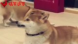 爱吐舌头的柴犬，加上配音太魔性，想不笑都难