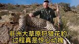 非洲大草原狩猎花豹，过程真是惊心动魄!