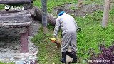 顽皮的熊猫宝宝想让饲养员跟他玩，各种撒娇卖萌