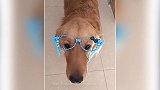 狗狗戴的什么啊，看着一脸的无奈，真是有意思啊！