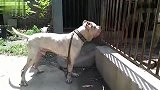 河南杜高VS阿拉拜犬！论气势谁更强！