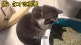 猫咪和小主子的共同嗜好真让老母亲受不了，不愧是一起长大的