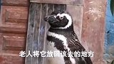 一只懂得感恩的企鹅，每年长途跋涉的看望自己的救命恩人