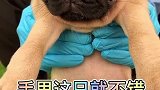 这只小巴哥太可爱了吧，我不舍得放下了！
