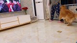 金毛我不准你走，留在家里陪我吧！