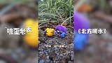 第18集《北方喝水》