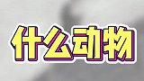 看耳朵就不是老鼠