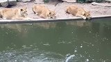 三只母狮虎视眈眈的盯着小苍鹭，小苍鹭还不怕死的向它们游去