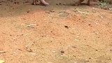 不知道哪家小伙子能摊上这个时速