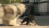 阿拉斯加遇到德牧犬后的反应太逗了