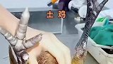真正正宗的黑腿鸡，切开就能分辨出，饲料鸡做不到这样