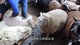 最“狡猾”的羊，7年不曾剃羊毛，只因用了这一招！