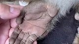猴哥，大师说你该剪指甲了