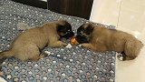 拯救的流浪小奶狗抢大狗的骨头，大狗在旁边狂咽口水，委屈哭了！