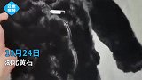 湖北一大哥水洗貂皮后又烘干，结果傻眼，网友成标本了