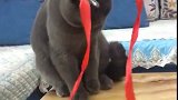 猫：什么东西粘住了我的耳朵，感觉不对劲！