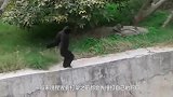 黑猩猩被围殴，同伴抄起棍子就上去了，一手棍法出神入化