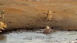 两头雄狮捕食小犀牛，犀牛妈妈暴怒了，镜头记录惊险画面