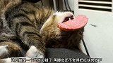 猫咪睡觉嘴巴里还咬住一块红烧肉就是不松口