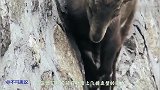 世界上最“勇敢”的羊，常年在悬崖峭壁奔跑，爱吃盐一生没有天敌