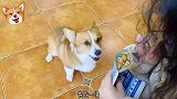 小短腿竟然喜欢吃空气