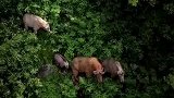 一名摄影爱好者，在秦岭拍下了，几段珍贵的羚牛家族活动画面！