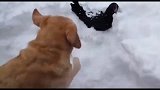 美国两只母鸡被大雪埋了，金毛见到后刨开大雪救出了鸡，太暖心了
