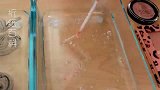 小姐姐用化妆品给水晶泥染色，黑色与桃色，你更喜欢哪一个
