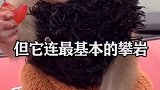 世界最牛猴子，名字以德国“君主”来命名，年纪不大却胡子特长