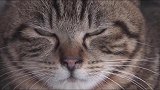 寒冬里，猫咪们却玩的正欢，直接跑到房顶上去了
