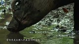 几只猎狗拼命攻击野猪，完全不给野猪一点活路，镜头拍下惊险一刻