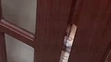 主人给猫咪热饭，猫咪却开始迫不及待