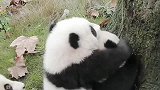 熊猫：爬高高你不行熊弟，还是我来吧！