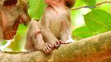 安娜猴妈细心舔干净猴儿阿尔巴的伤口，希望它的伤口很快点愈合！
